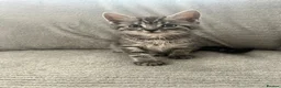 Maine Coon cats for sale: Kittens Looking for Their Forever Homes 🐾 - Advert 36
