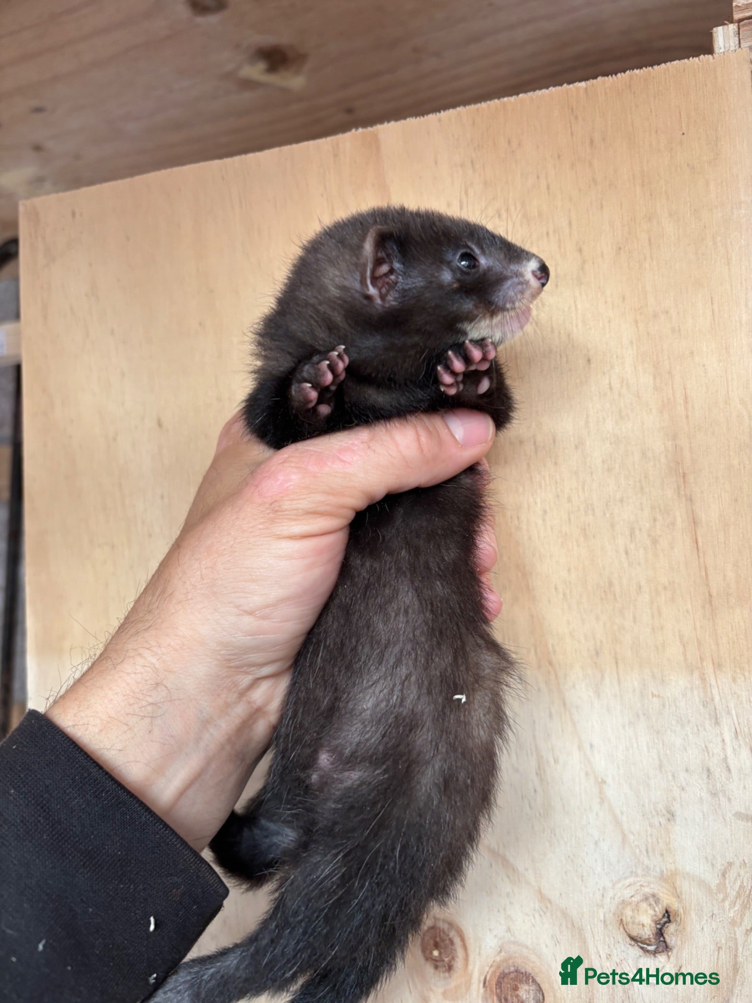 Ferret rodents Black ferrets  - Advert 5