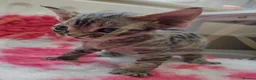 Devon Rex cats for sale: GCCF registered Devon Rex Kittens - Advert 6