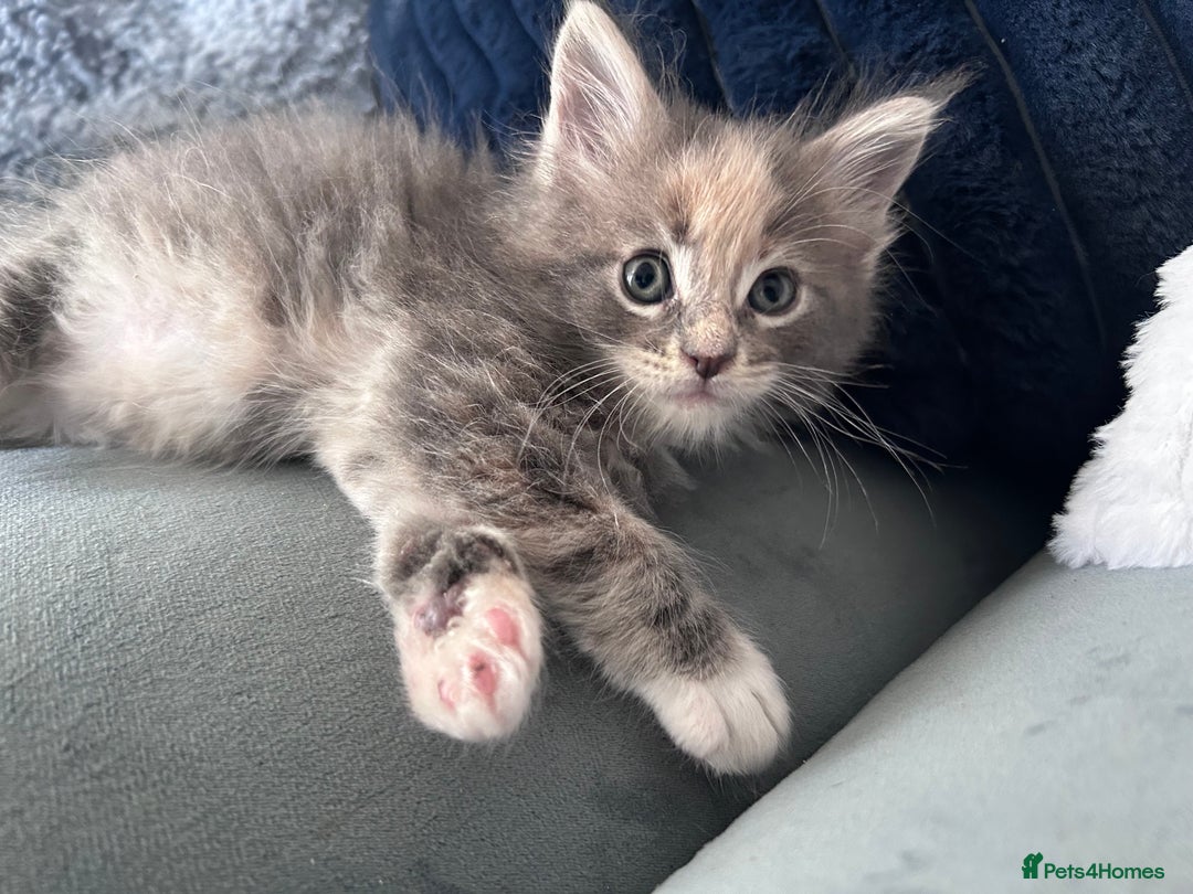 Maine Coon cats for sale: Beautiful female full Maine coon kittens  - Image 5