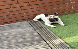 French Bulldog dogs for sale: Male French Bulldog ❤️ - Image 4