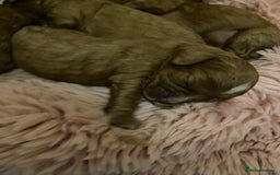 Cavapoo dogs for sale: Red Cavapoo babies - Image 8