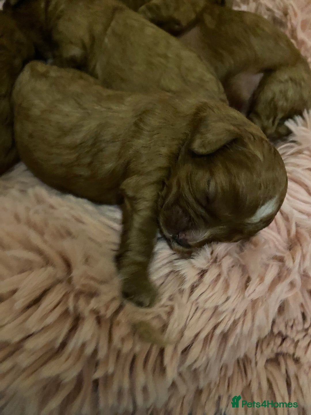 Cavapoo dogs for sale: Red Cavapoo babies - Image 8