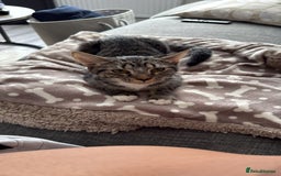 British Shorthair cats for sale: Adorable Female Tabby Kitten - Image 5