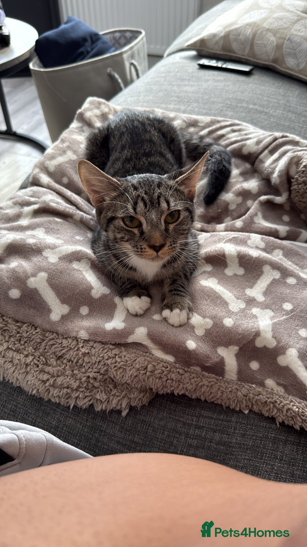 British Shorthair cats for sale: Adorable Female Tabby Kitten - Image 5