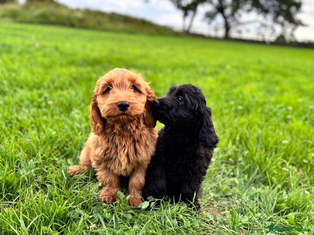 Cockapoo dogs for sale: Gorgeous quality health checked F1 Cockapoos  in Market Drayton - Image 13