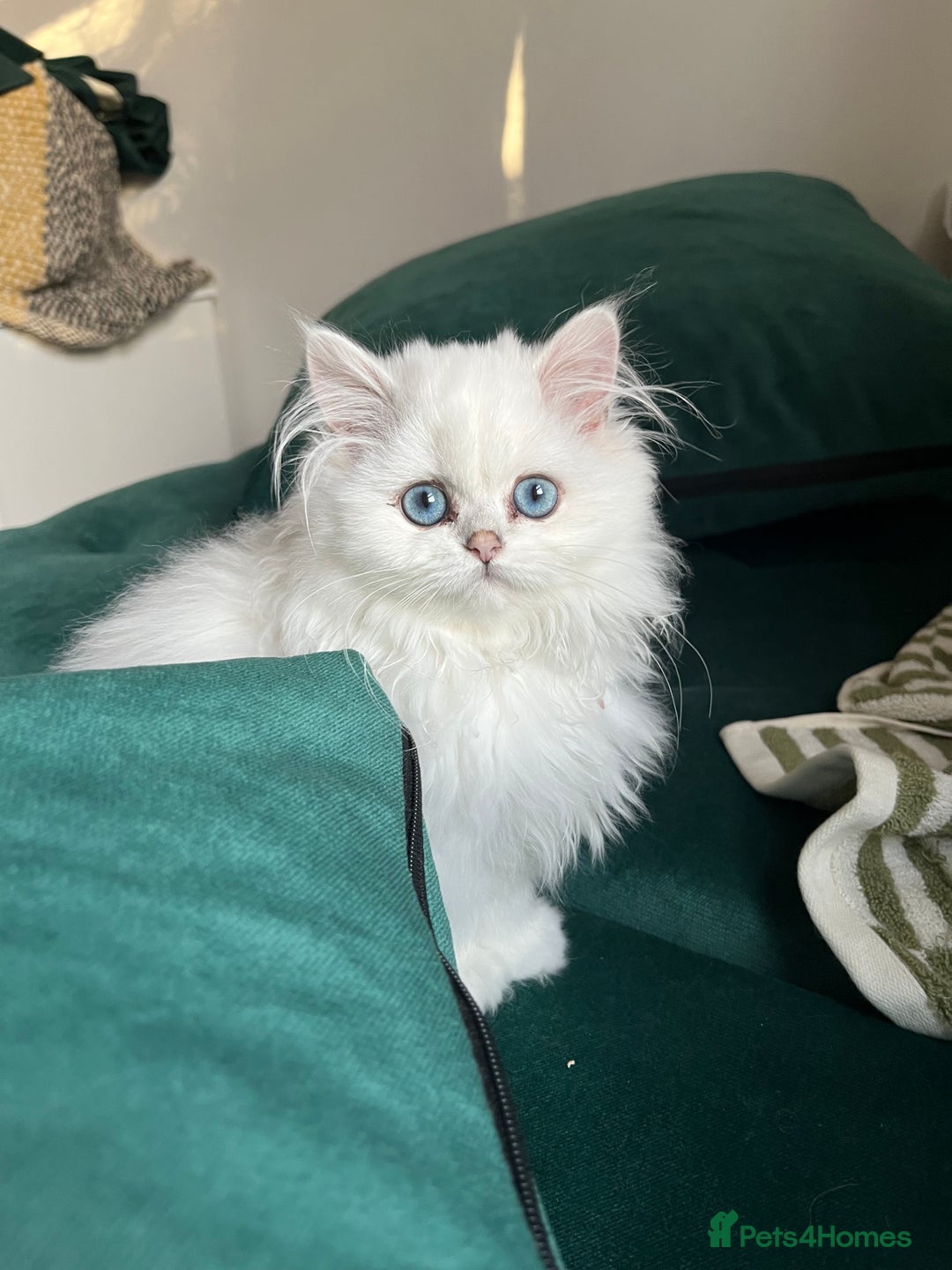 British Longhair cats for sale: Stunning British Longhair Kittens - Goldy & Snowy! - Advert 7