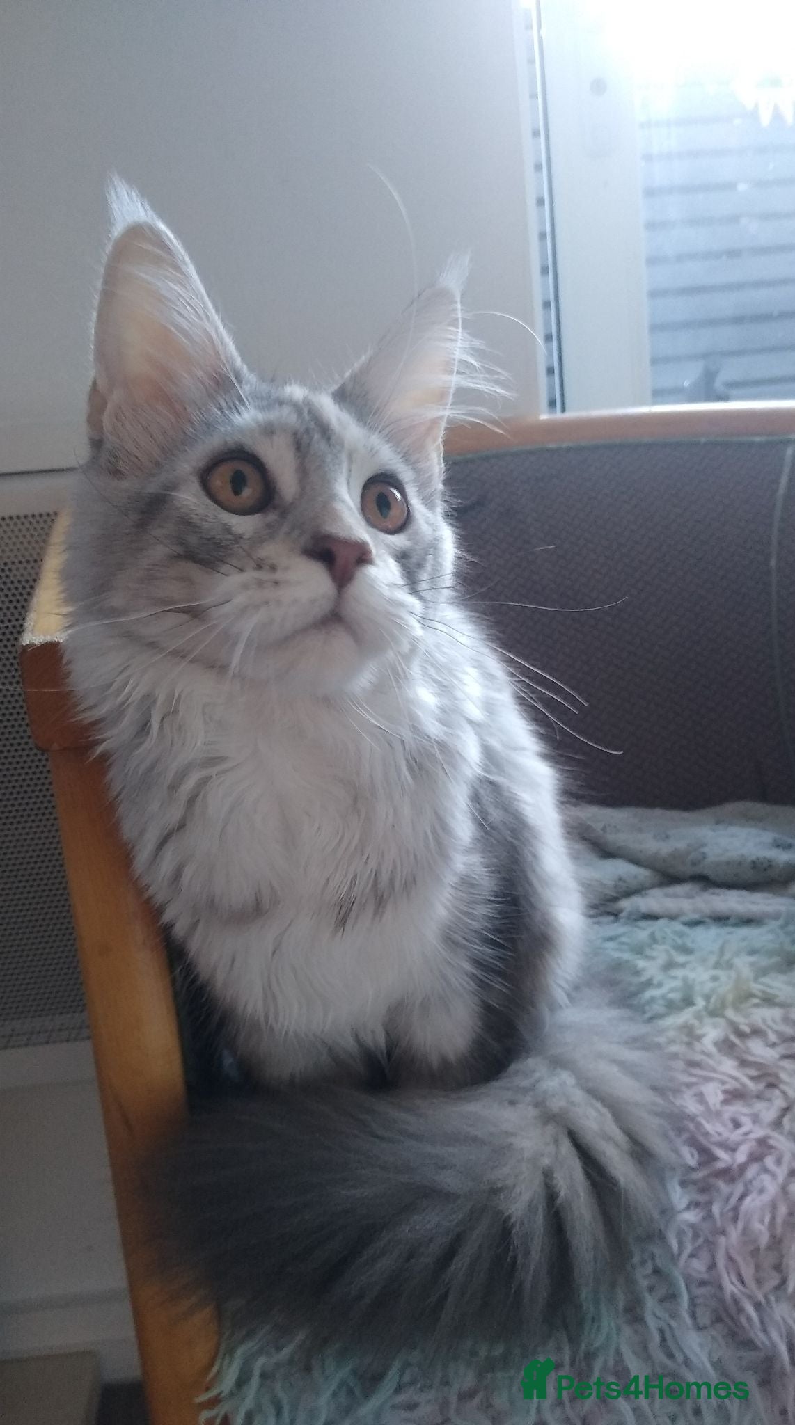 Maine Coon cats Beautiful Maine Coon girl TICA REG - Advert 1