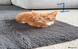 Mixed Breed cats for sale: 5 bsh mixed kittens ready  - Image 1