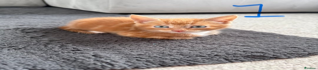 Mixed Breed Kitten 1