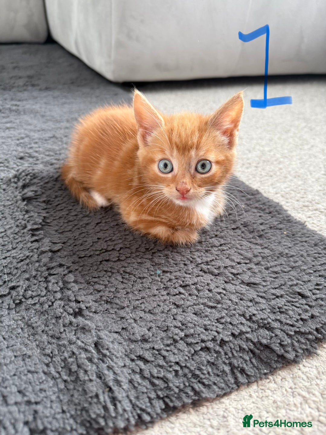 Mixed Breed cats for sale: 5 bsh mixed kittens ready  - Image 1