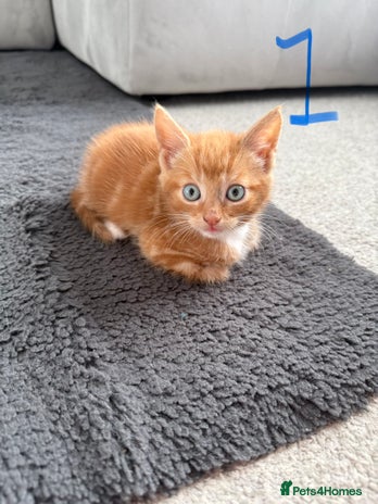 Mixed Breed cats - Advert 3