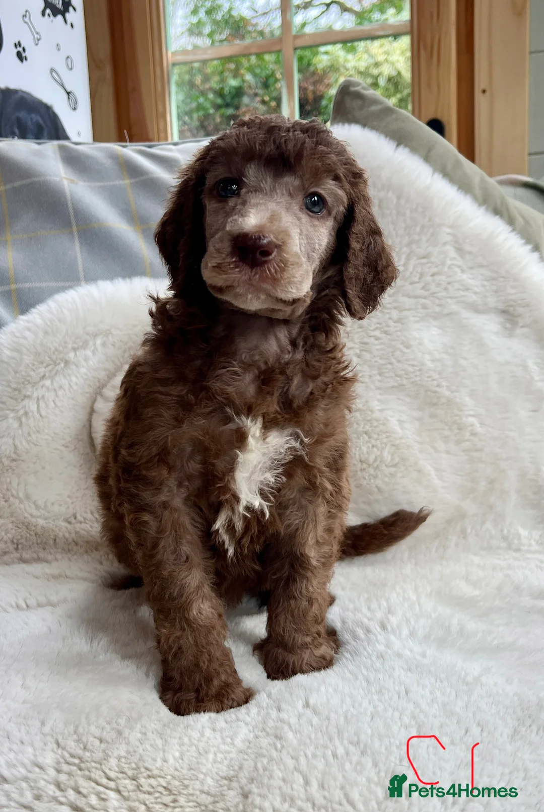 Standard Poodle dogs for sale: Stunning KC reg standard poodles  - Advert 6