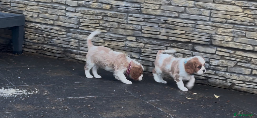 Cavalier King Charles Spaniel dogs for sale: Cavalier King Charles  - Image 20