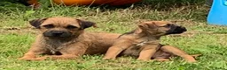 Border Terrier dogs for sale: Champion bred companion  - Advert 10