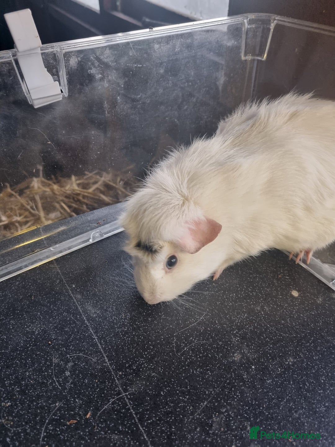 Guinea Pig rodents for sale: Three lovely guinea pigs looking for a new home - Advert 5
