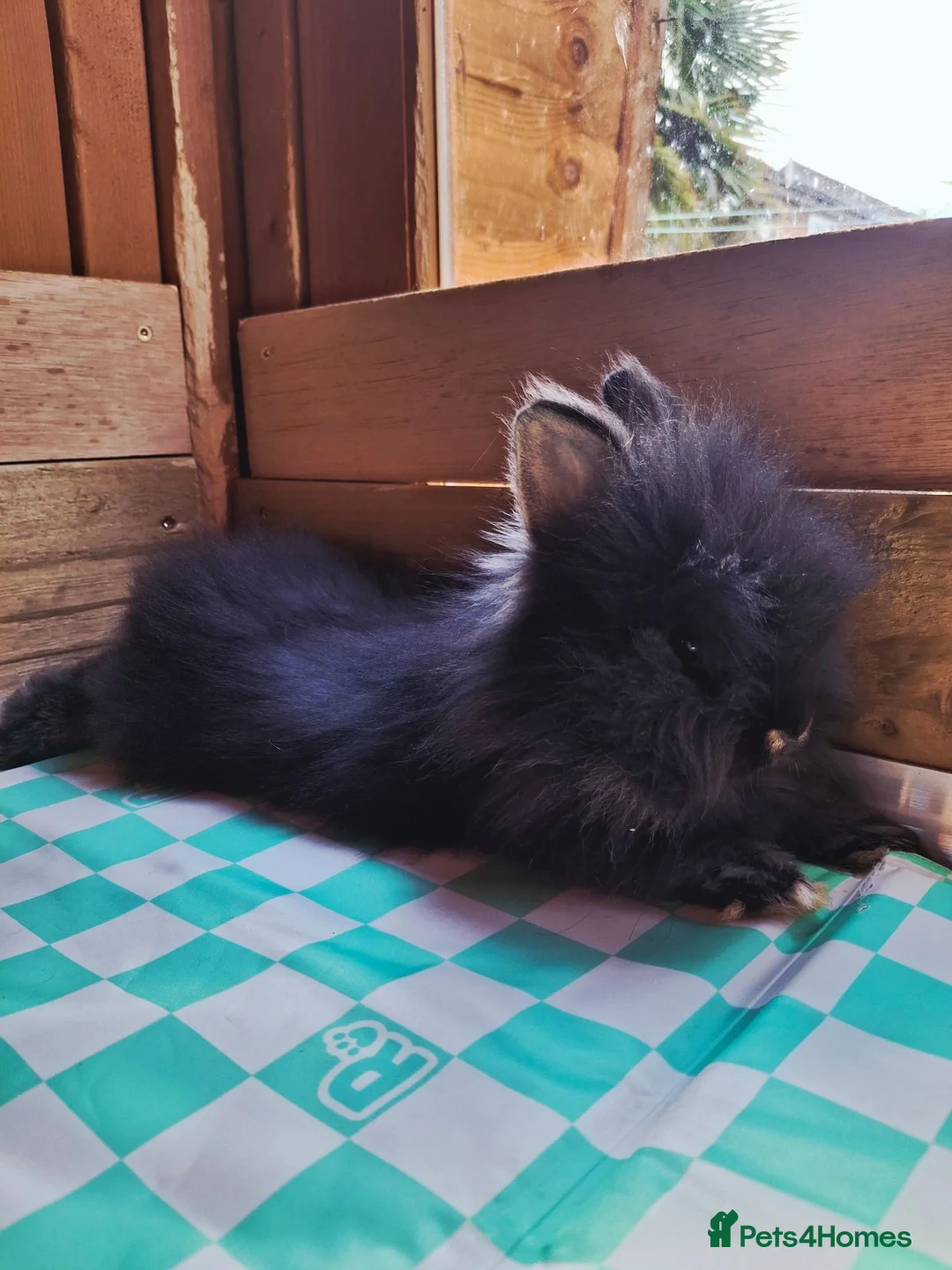 Lionhead rabbits for sale: Purebred Lionheads for sale - Advert 2