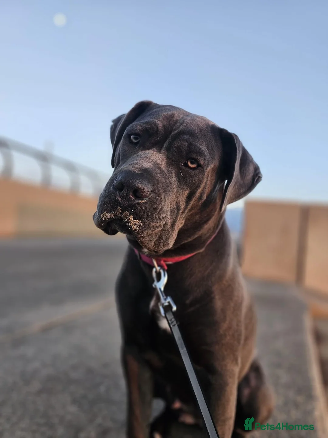 Cane Corso dogs for sale: Cane Corso - Advert 1