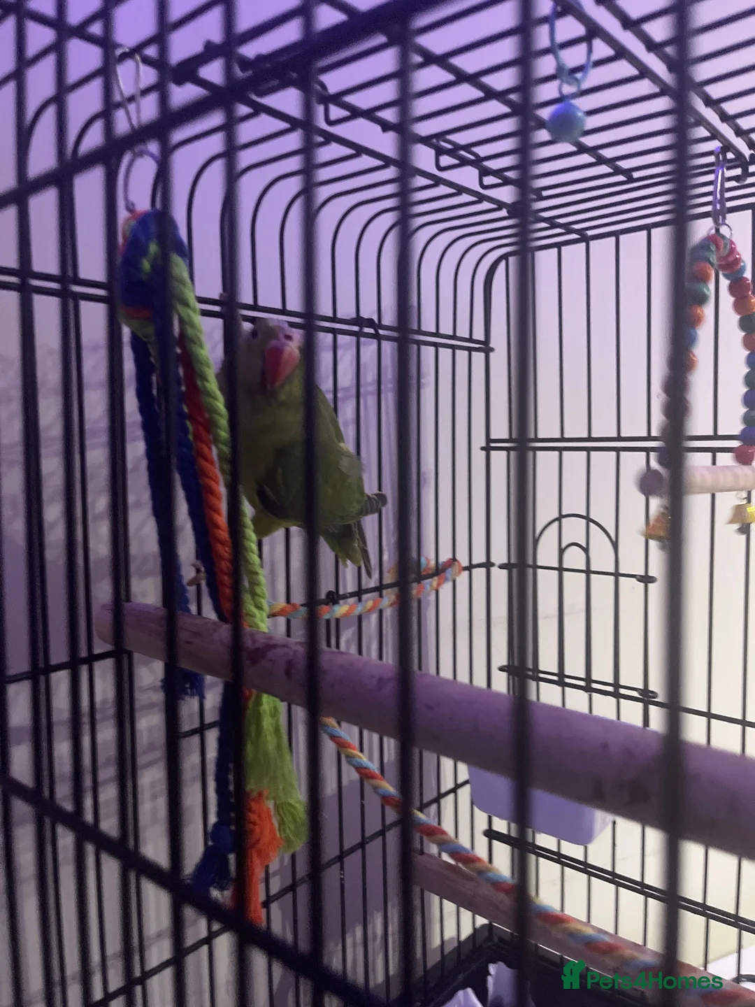 Ringnecks birds for sale: Indian Ringneck parakeet  in Dudley - Advert 2