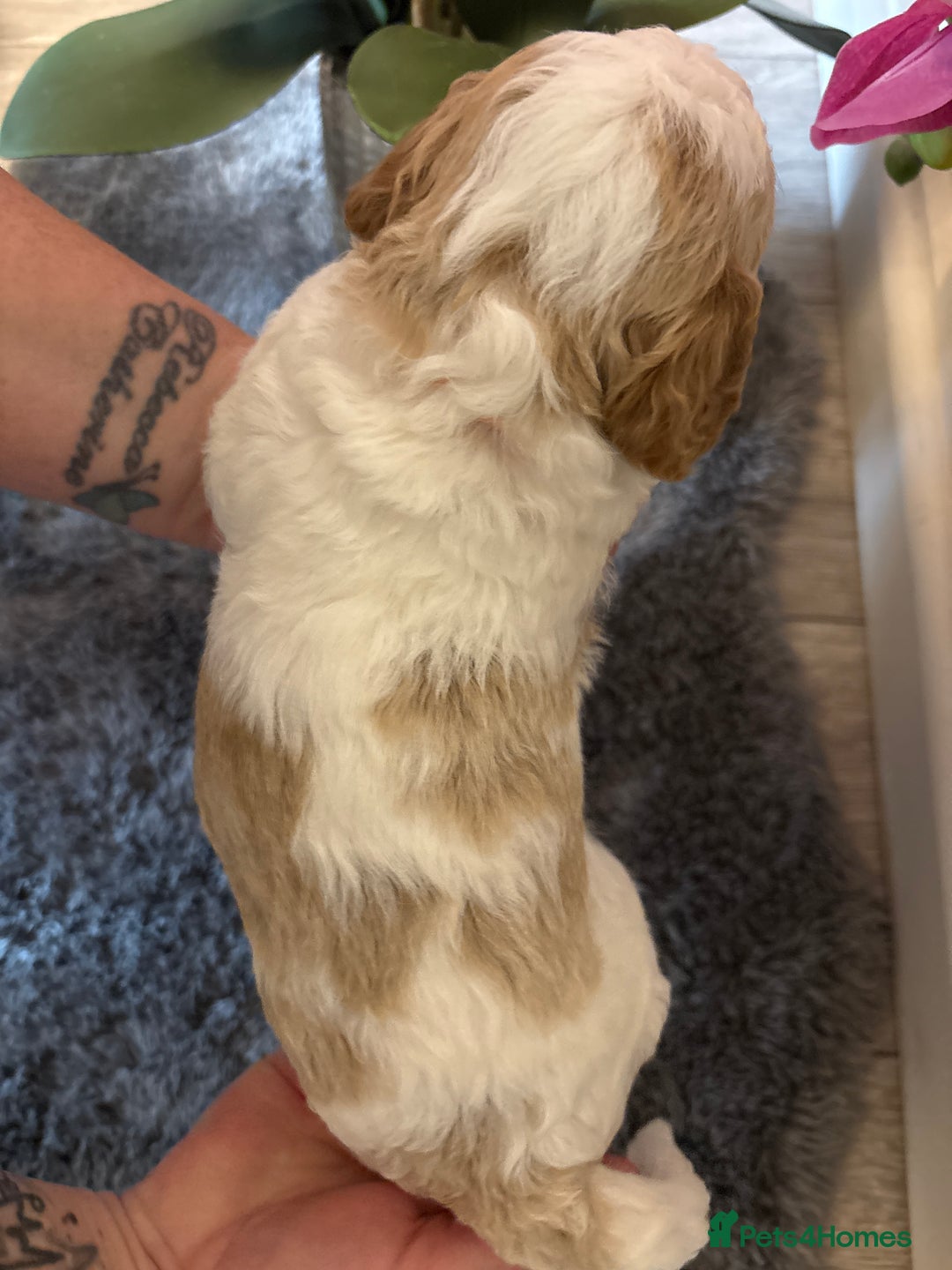 Double Doodle dogs for sale: Parti Double Doodles🐾  - Advert 27