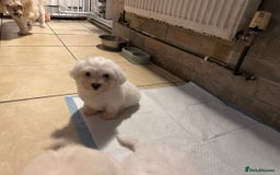 Mixed Breed dogs for sale: Stunning golden and white bichon puppies  - Image 9