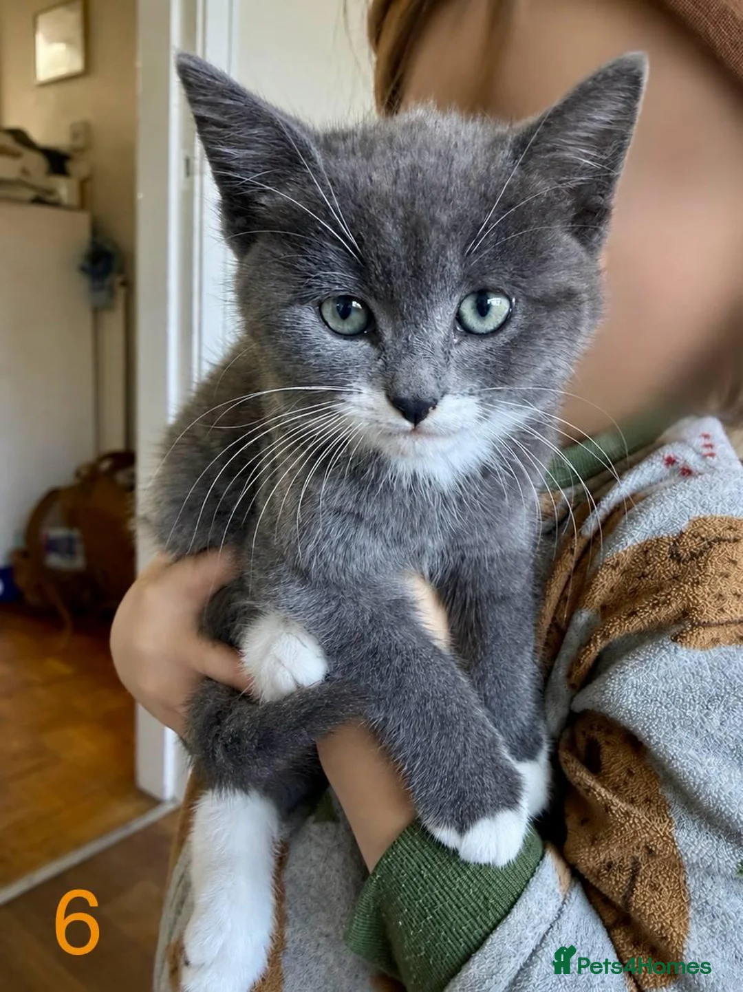 Mixed Breed cats for sale: Tabby kittens - Advert 2