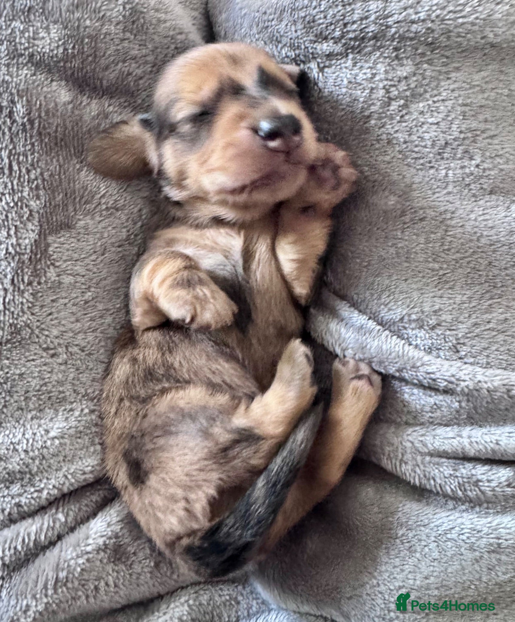 Dachshund dogs 🐾 Beautiful Long-Haired Dachshund Puppies 🐾 - Advert 2