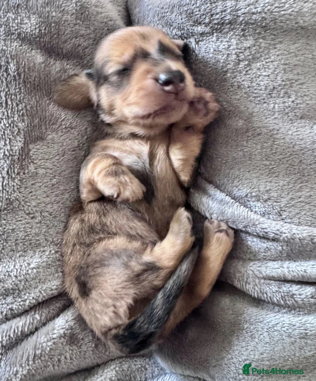 Dachshund dogs for sale: 🐾 Beautiful Long-Haired Dachshund Puppies 🐾 - Advert 2
