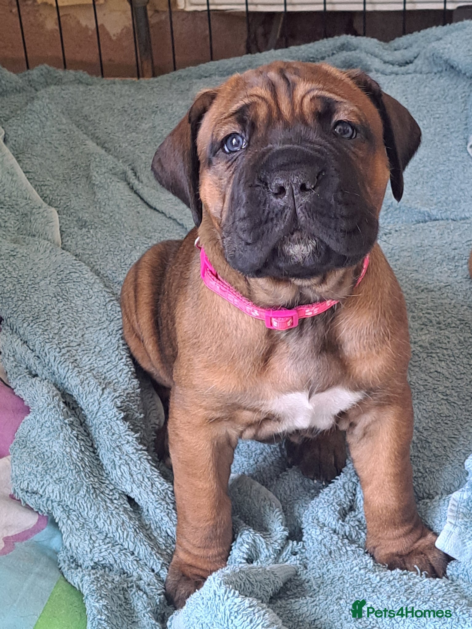 Cane Corso dogs chunky cane corso pup - Advert 1