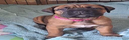 Cane Corso dogs for sale: chunky cane corso pup - Advert 1