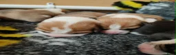 Welsh Corgi Pembroke dogs for sale: Welsh Corgi (Pembroke) - Advert 36