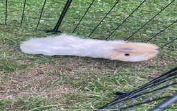 Guinea Pig rodents for sale: Abbysiann Guinea pigs x2 - Image 2