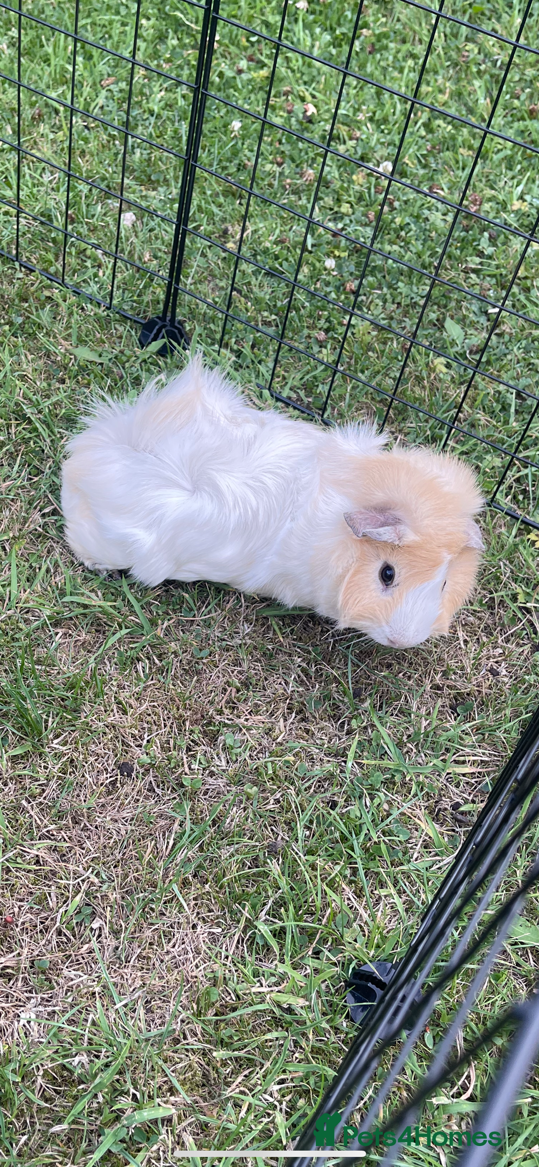 Guinea Pig rodents for sale: Abbysiann Guinea pigs x2 - Image 2