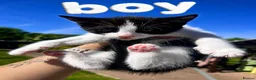Mixed Breed cats for sale: Mix Cats - Advert 5
