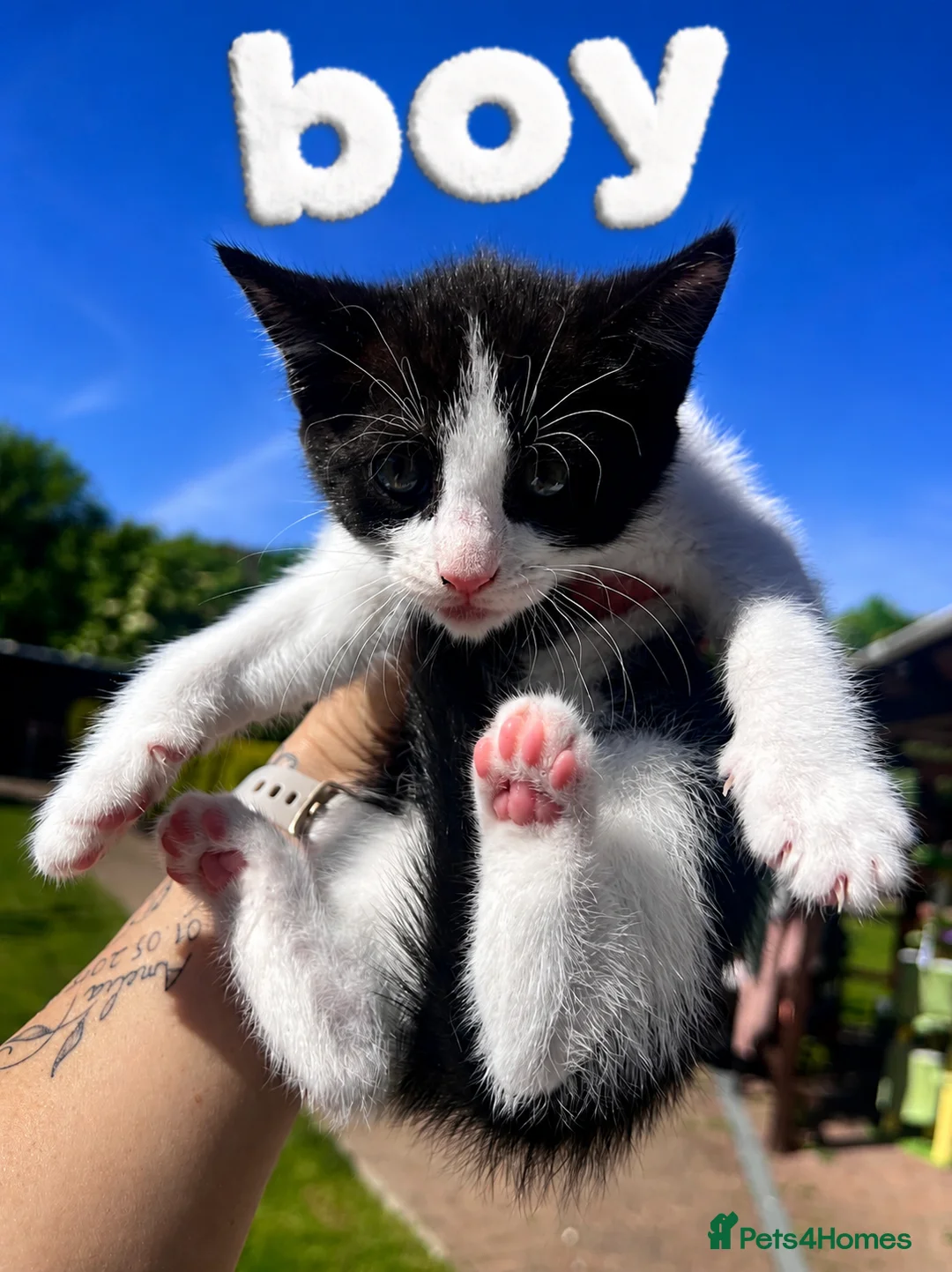 Mixed Breed cats for sale: Mix Cats - Advert 5