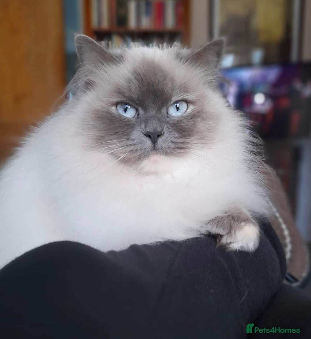 Ragdoll cats for sale: Flame point ragdoll boy for sale - Image 5