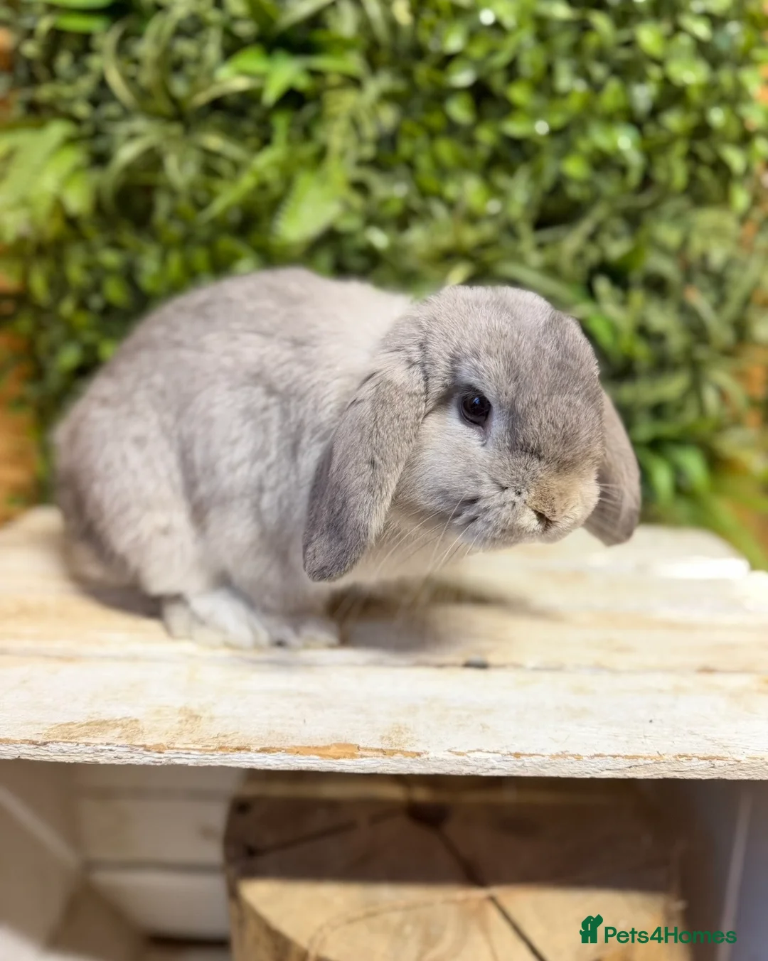 Mini Lop rabbits for sale: Mini lop buck  - Advert 1