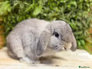 Mini Lop rabbits Mini lop buck - Advert 1