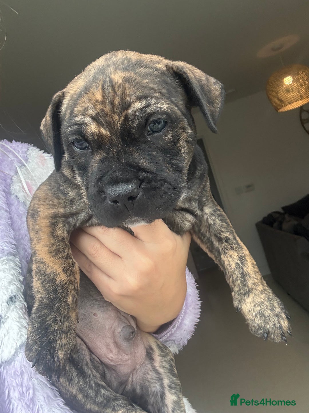 Staffordshire Bull Terrier dogs for sale: 🐾 Beautiful Staffordshire Puppies for Sale 🐾 - Image 14