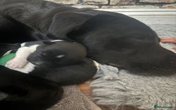 Mixed Breed dogs for sale: Beautiful lab cross Akita puppies available - Image 15