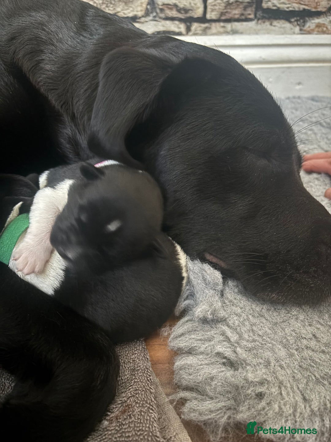 Mixed Breed dogs for sale: Beautiful lab cross Akita puppies available - Image 15