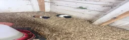 Guinea Pig rodents for sale: 10 Guinea pigs for sale  - Advert 5