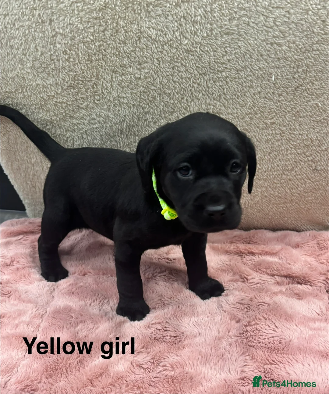 Labrador Retriever dogs for sale: Labrador Retriever Puppies – Family Raised - Advert 4