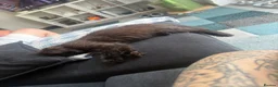 Ragdoll cats for sale: 2 Brothers looking for together home in Sheerness - Advert 7