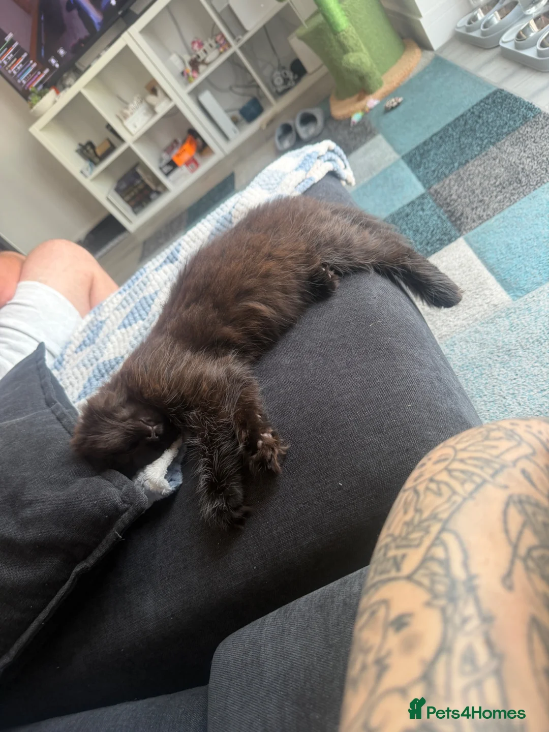 Ragdoll cats for sale: 2 Brothers looking for together home in Sheerness - Advert 7