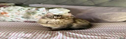 Maine Coon cats for sale: Cookie Female in Bilston - Advert 6