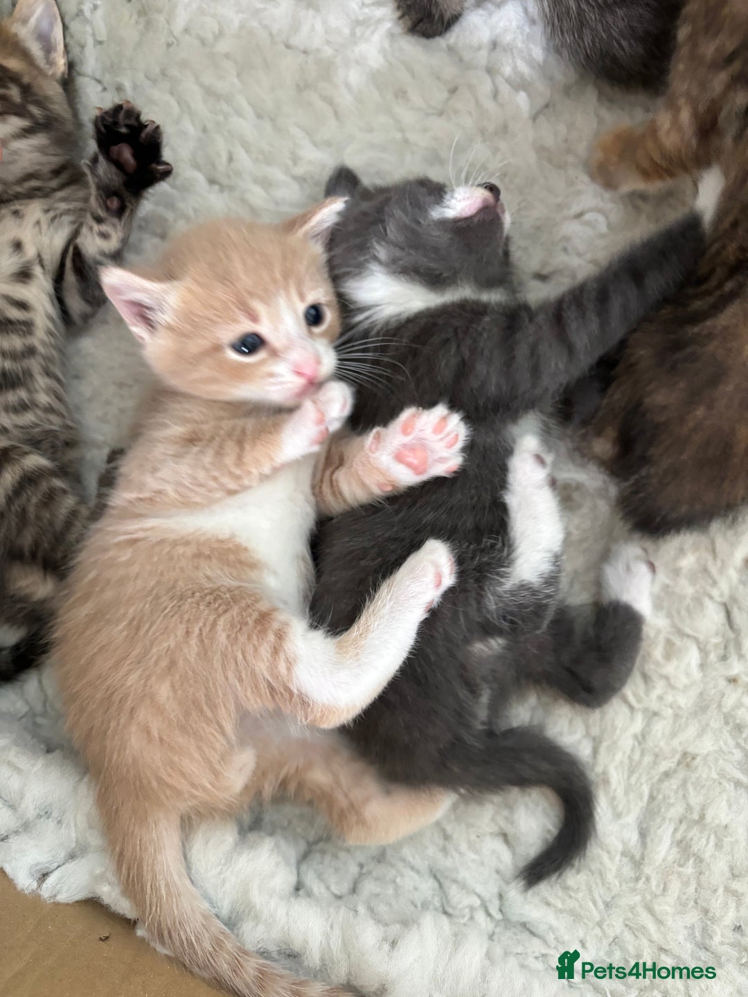 Mixed Breed cats for sale: Kittens ready this week. - Image 15
