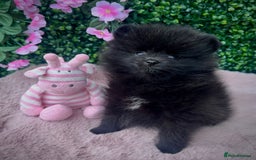 Pomeranian dogs for sale: ** TRUE TO TYPE BLACK POMERANIAN PUPPIES ** - Image 7
