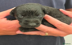 Labrador Retriever dogs for sale: Kc reg Black pups - Image 4