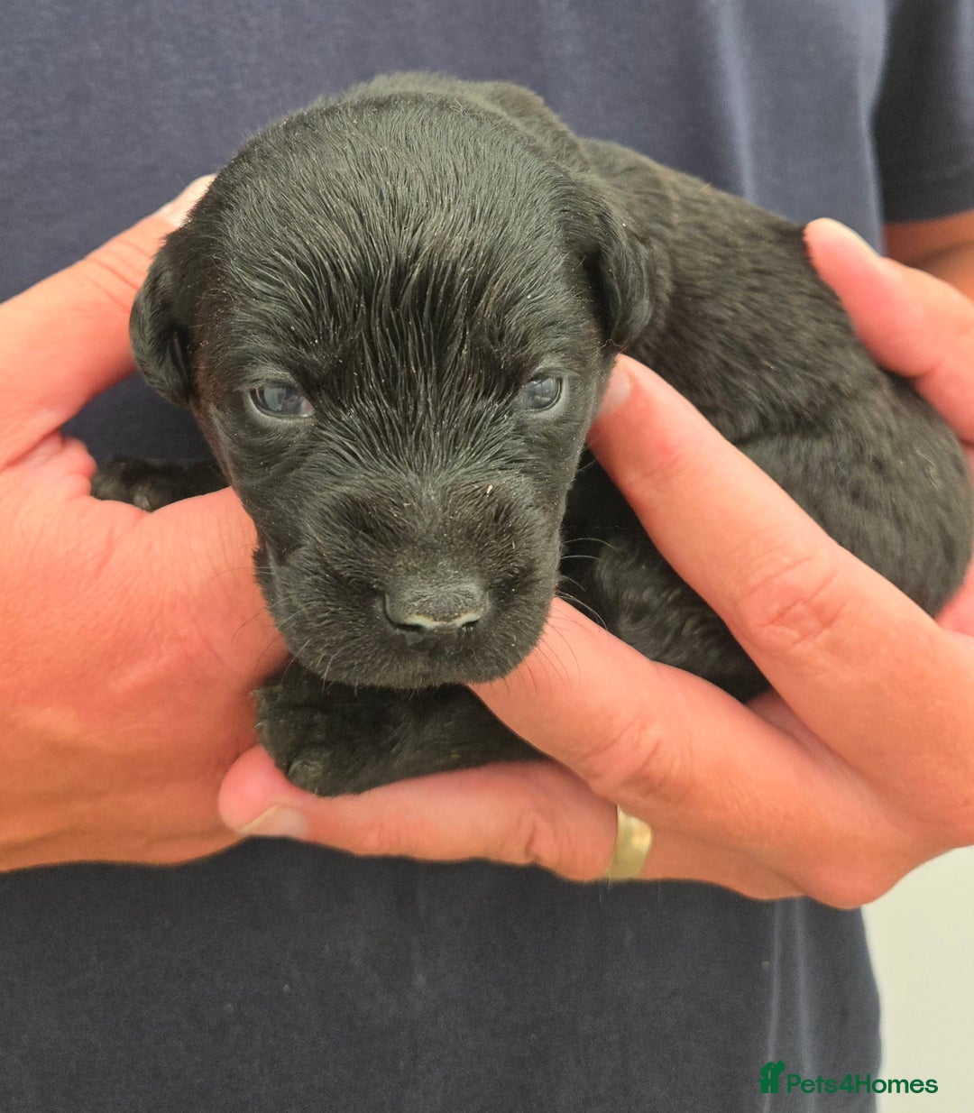 Labrador Retriever dogs for sale: Kc reg Black pups - Image 4
